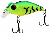Bug Eye Bait